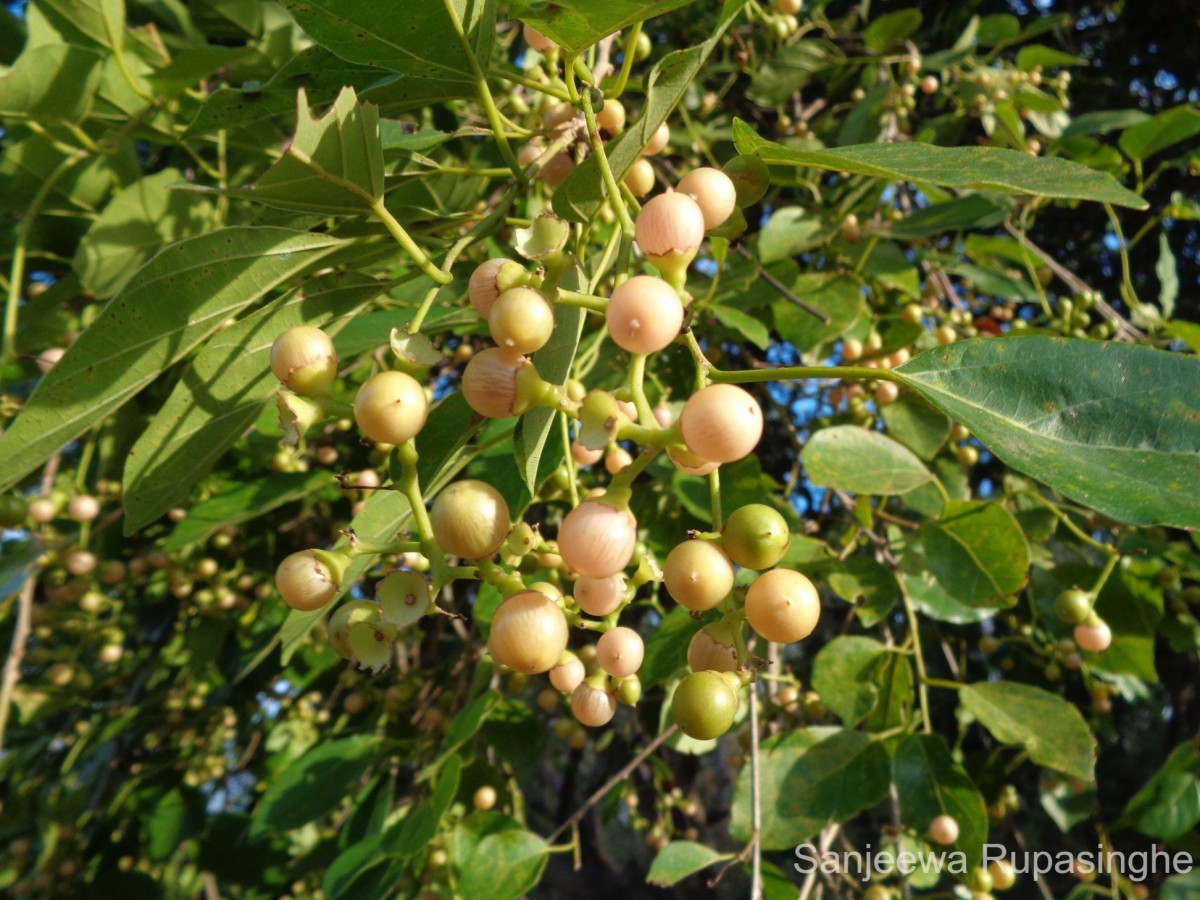 Cordia dichotoma G.Forst.